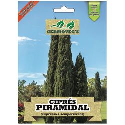Semilla Forestal Cipress Piramidal - Germoveg´s