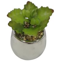 Suculenta En Pote Balnco 7.5x7.5x10 Cm - Concepts