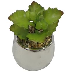 Suculenta En Pote Balnco 7.5x7.5x10 Cm - Concepts