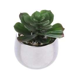 Suculenta Con Pote Blanco 7.5x7.5x10 Cm - Concepts