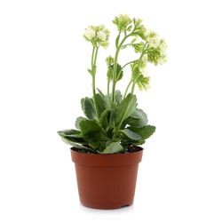 Planta Con Flor Mp4 - Florasol