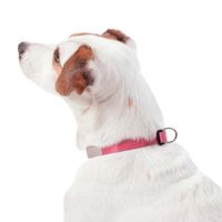 Collar Ajustable Mylu M - Totto