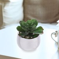 Suculenta Con Pote Blanco 7.5x7.5x10 Cm - Concepts