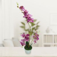 Orquídea Fucsia Con Pote 40 Cm - Concepts
