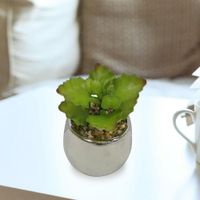 Suculenta en Pote Blanco