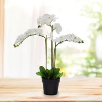 Orquídea Blanca En Maceta - Viva