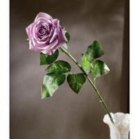 Rosa Violeta 67.3 Cm - Concepts