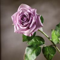 Rosa Violeta 67.3 Cm - Concepts