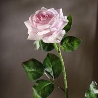 Rosa Rosada 67.3 Cm - Concepts