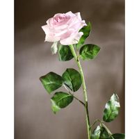 Rosa Rosada 67.3 Cm - Concepts