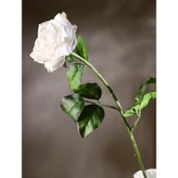 Rosa Blanca 67.3 Cm - Concepts