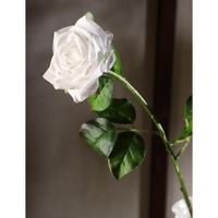 Rosa Blanca 67.3 Cm - Concepts