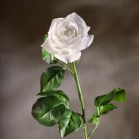 Rosa Blanca 67.3 Cm - Concepts