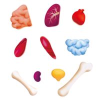 Rompecabezas Del Cuerpo Humano 50 Pzas - Hape
