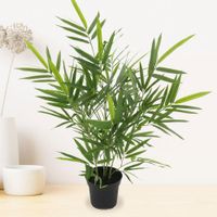 Bambu En Maceta - Viva