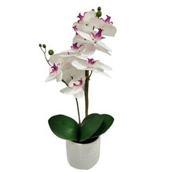 Orquidea-Blanco-y-Violeta-con-Maceta