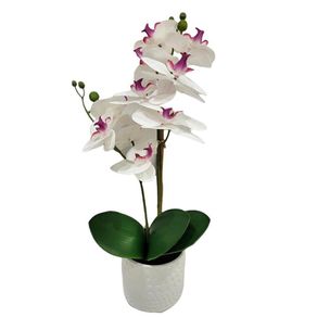 Orquidea-Blanco-y-Violeta-con-Maceta
