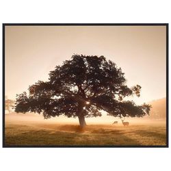 Cuadro Decorativo con Marco Diseño Árbol del Campo 60X80 Cm
