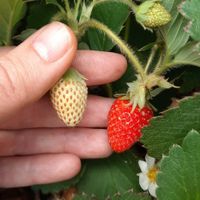 Semilla-De-Fresa---Germoveg-S