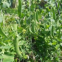 Semilla-De-Ejote---Germoveg-S