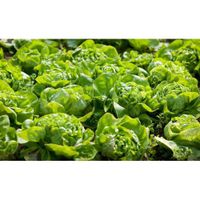 Semilla-De-Lechuga---Germoveg-S